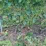 La vigne au mois d'août-septembre, au sol les grappes coupées pour repecter les quotas et assurer une bonne qualité